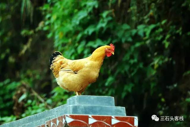 碎碎念2020,2017鸡年纪念日历