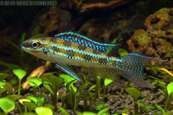 人见人爱的观赏鱼,金波子鱼观赏鱼