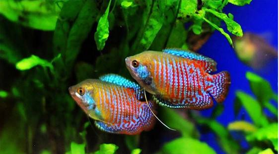 人见人爱的观赏鱼,金波子鱼观赏鱼