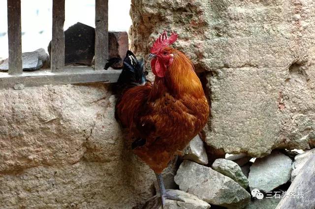 碎碎念2020,2017鸡年纪念日历