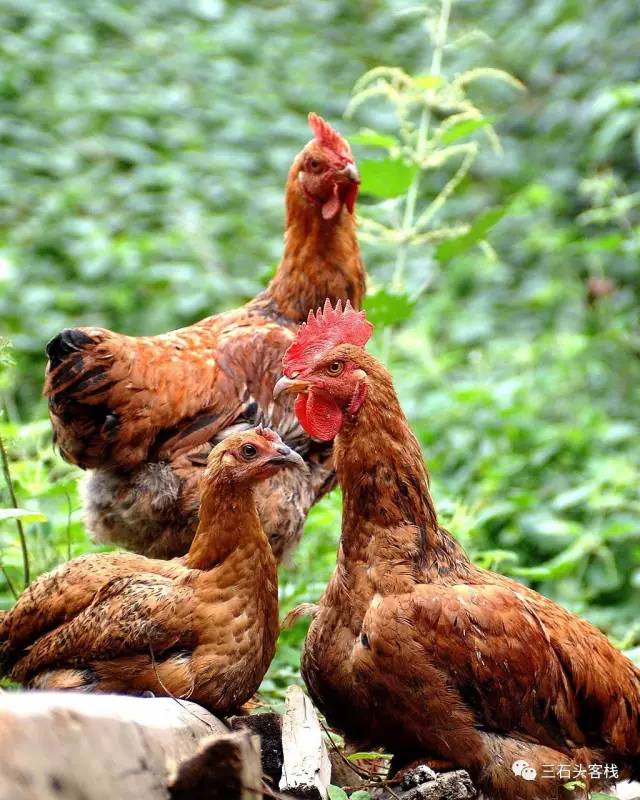 碎碎念2020,2017鸡年纪念日历