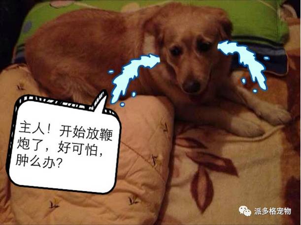 狗狗春节怕爆竹一直狂吠怎么办,过年狗狗怕鞭炮声的视频