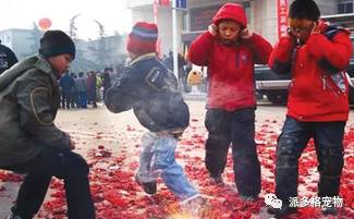 狗狗春节怕爆竹一直狂吠怎么办,过年狗狗怕鞭炮声的视频