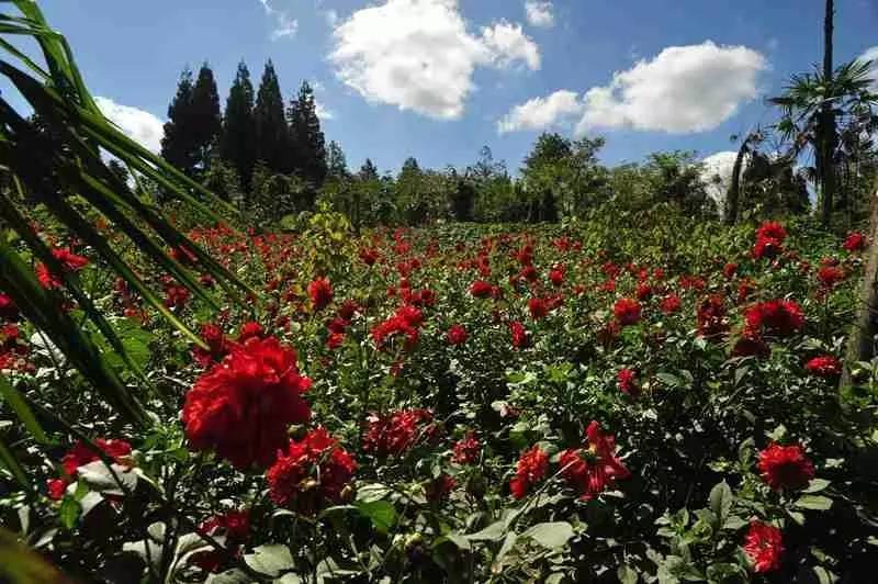 三千多平方公里的家，名字叫石柱