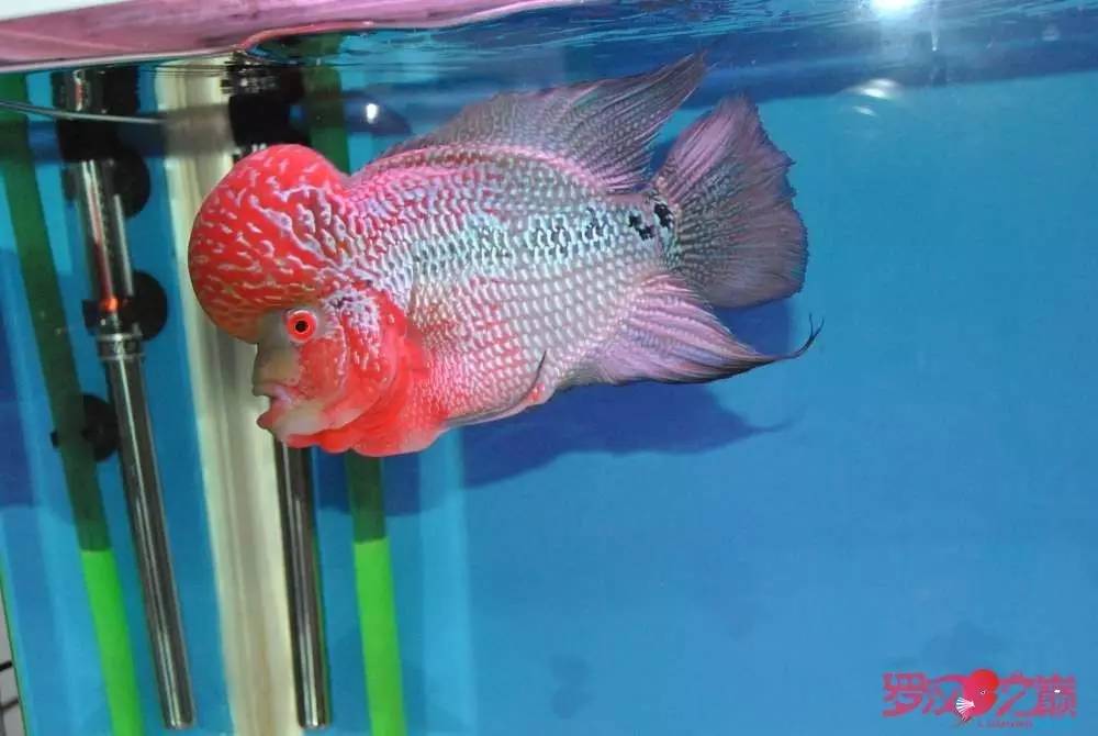 小罗烧牛筋,小罗烧鱿鱼