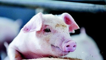 猪口蹄疫如何治疗,猪口蹄疫防治措施