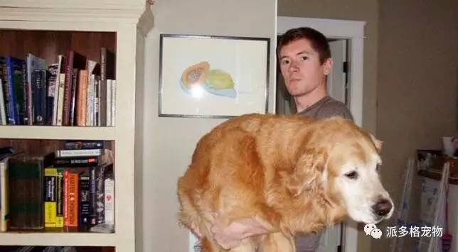 狗狗春节怕爆竹一直狂吠怎么办,过年狗狗怕鞭炮声的视频