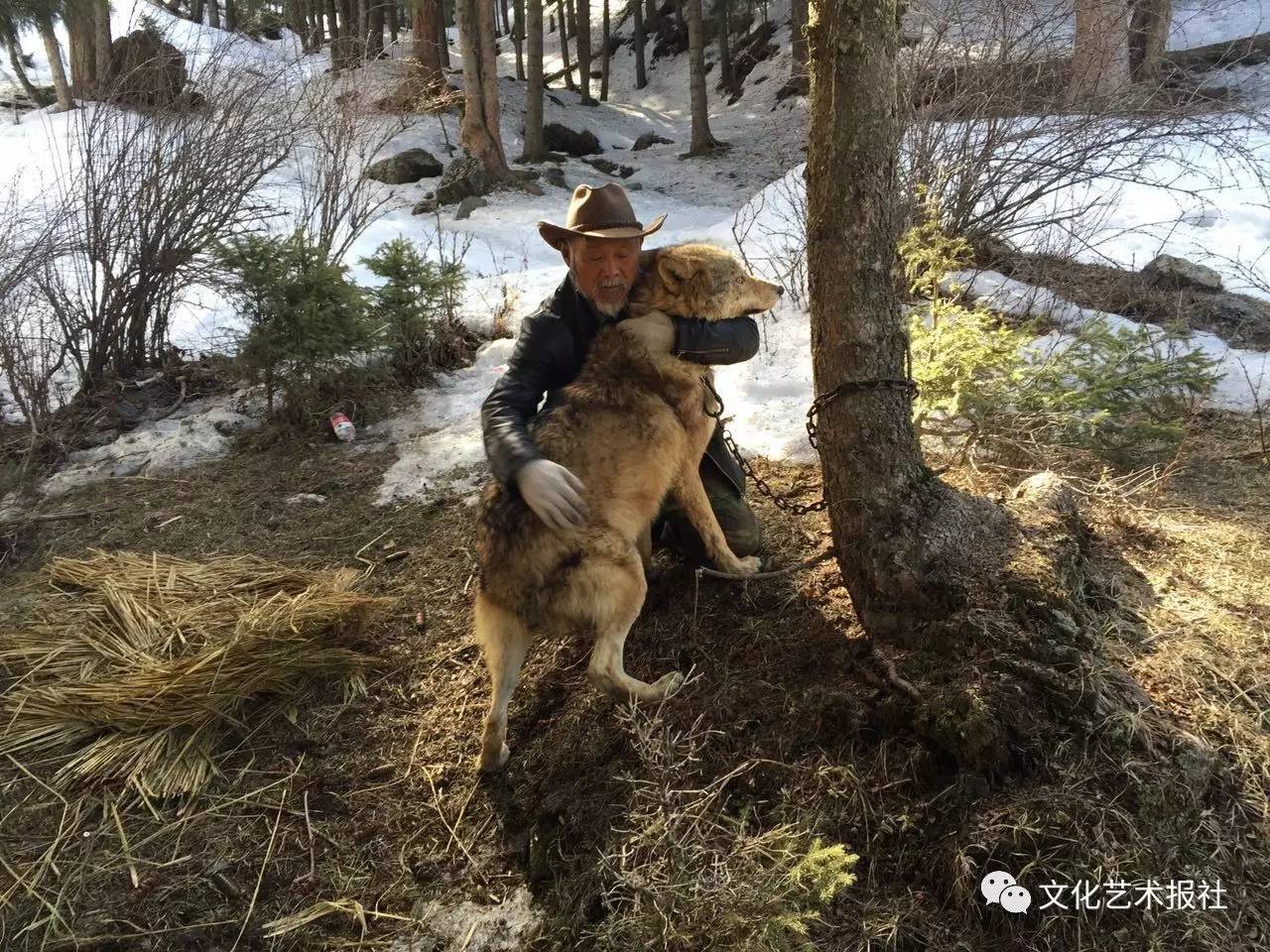 电影血狼犬中的犬,血狼犬护主电影
