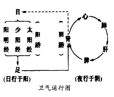 中医对奇经八脉的解释,倪海厦十二经络与奇经八脉简介