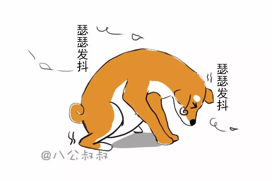 狗狗为什么会被冻成这样,狗狗有多耐寒躲在雪下也冻不死