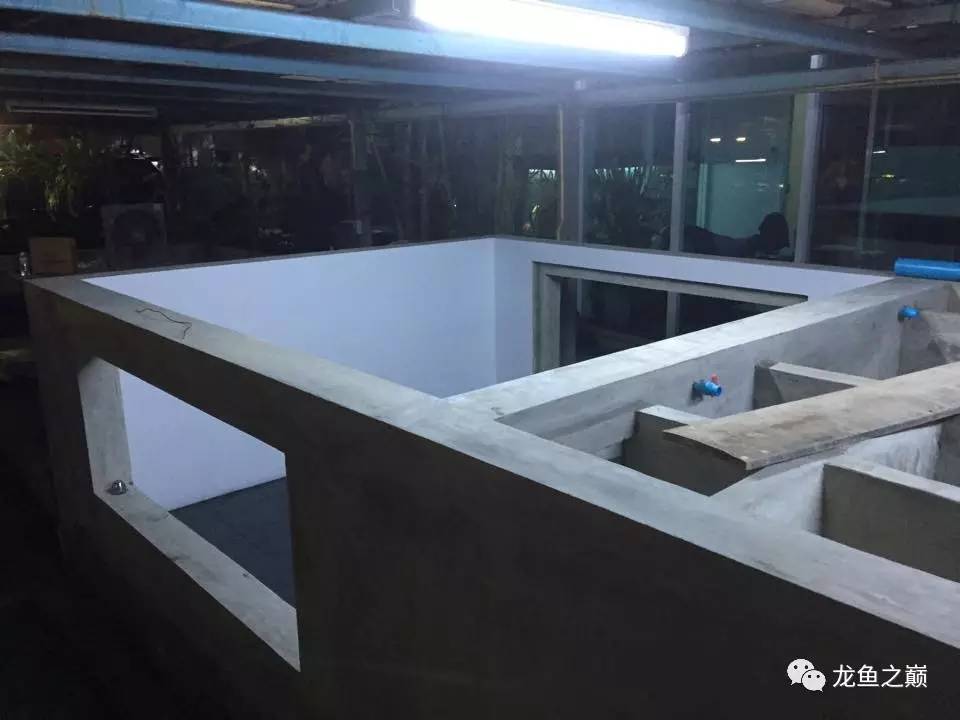 被龙鱼驱赶，哭！