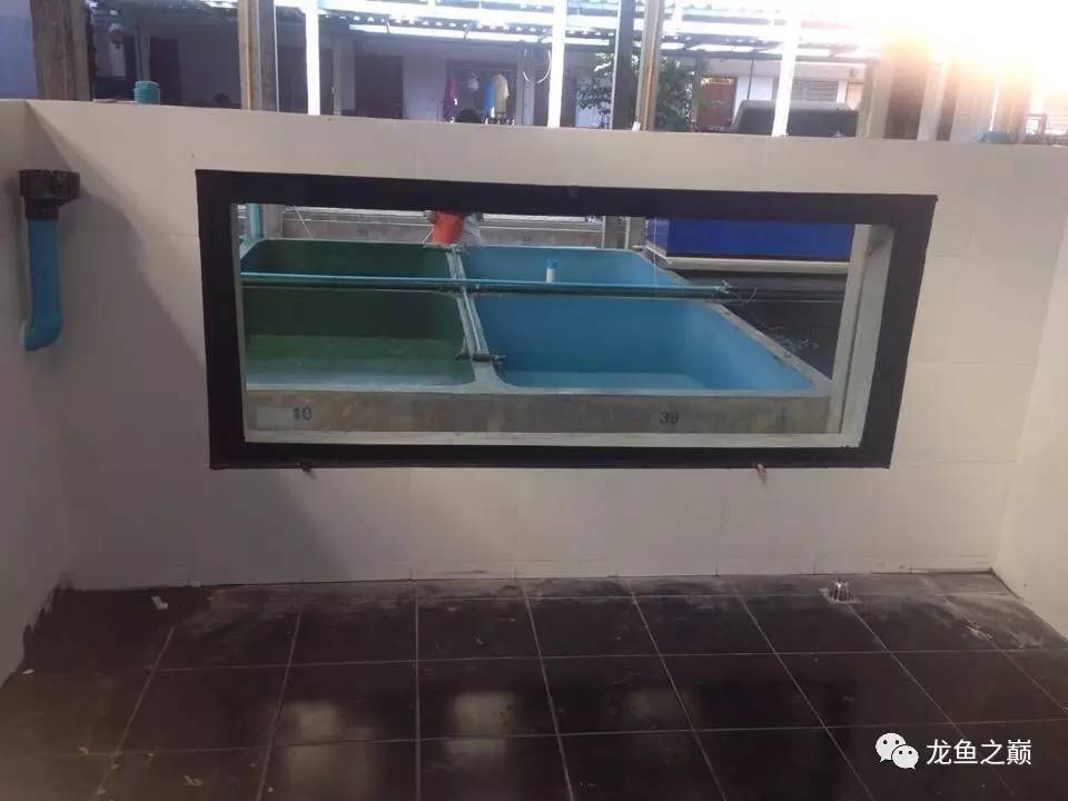 被龙鱼驱赶，哭！