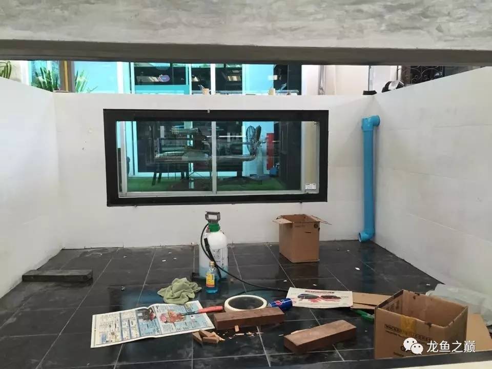 被龙鱼驱赶，哭！