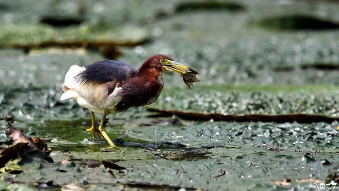 青山荒野垂钓,青山野钓哪里最好玩