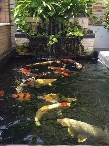 解决锦鲤疾病,锦鲤最佳治愈方法