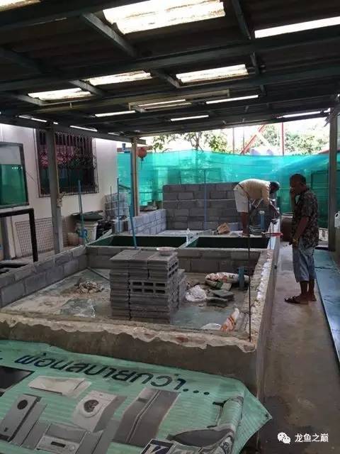 被龙鱼驱赶，哭！