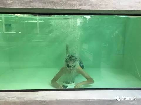 被龙鱼驱赶，哭！