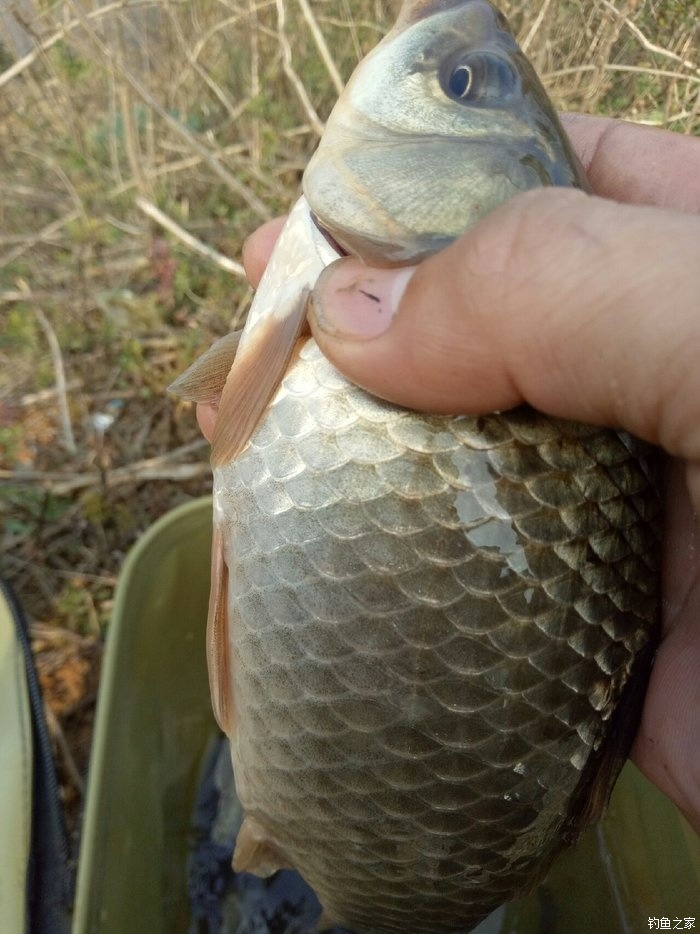 青山荒野垂钓,青山野钓哪里最好玩