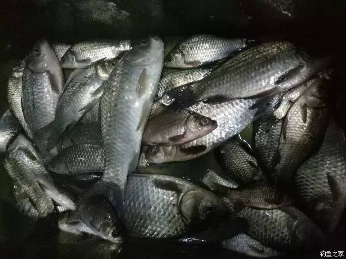 青山荒野垂钓,青山野钓哪里最好玩