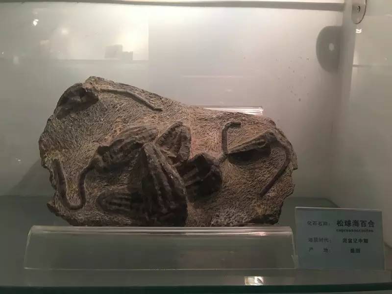 上海地质科普馆鸵鸟,上海地质博物馆有哪些石头