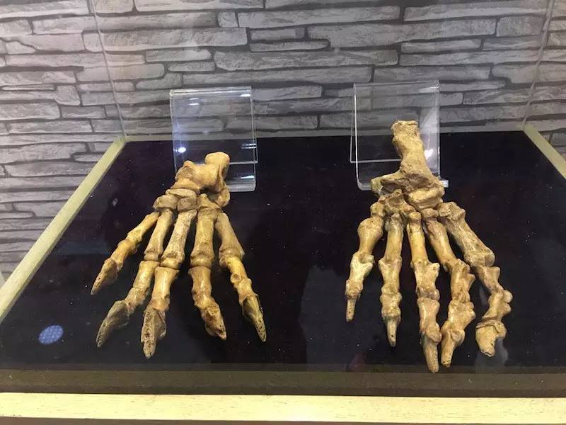 上海地质科普馆鸵鸟,上海地质博物馆有哪些石头