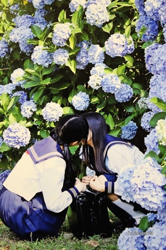 2024年百合展,百合展2019年