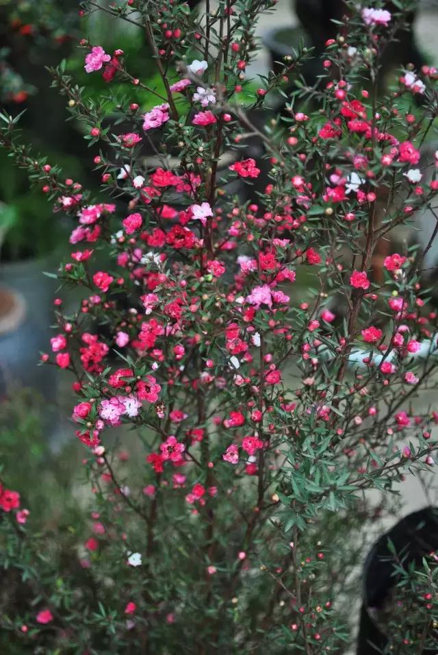 年宵花怎样才能保持长久,年宵花为什么每年都要丢掉