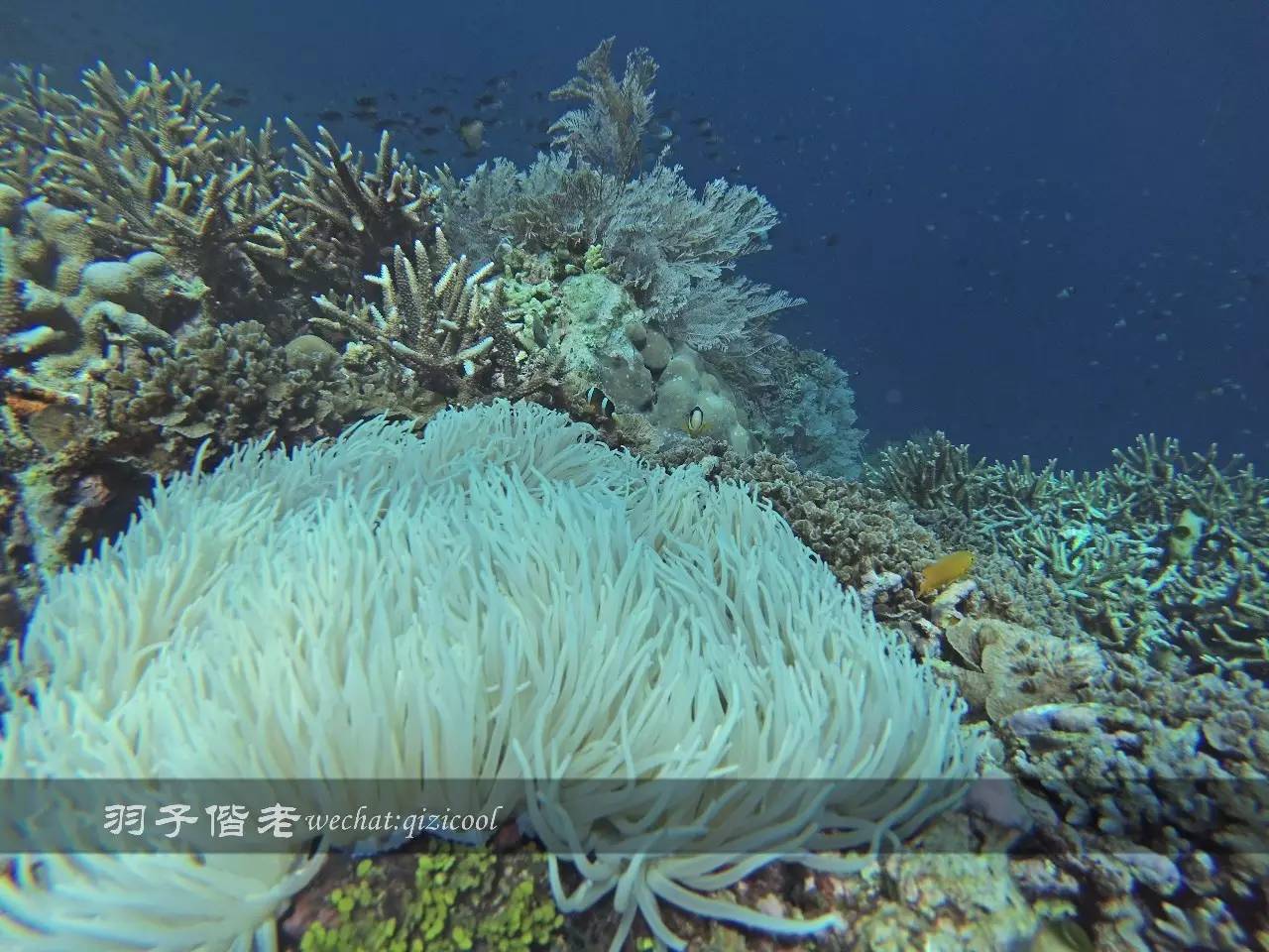 印尼美娜多旅游潜水攻略,印尼美娜多潜水圣地