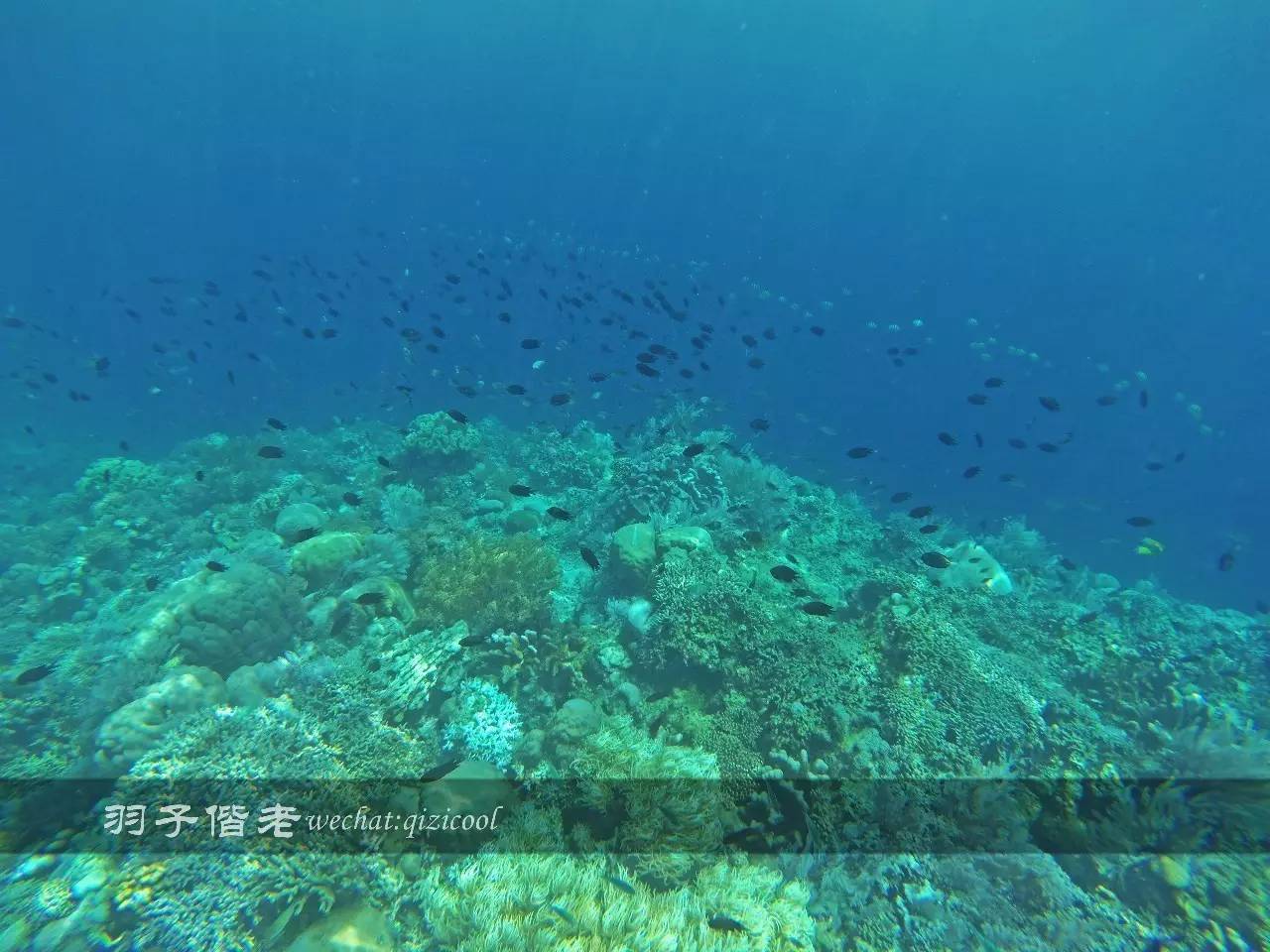 印尼美娜多旅游潜水攻略,印尼美娜多潜水圣地