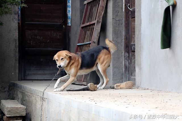 黄毛黑背黑嘴的土狗好不好,看家护院黑背土狗出售