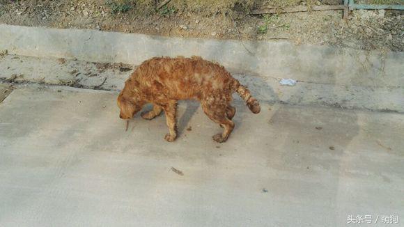 不同的金毛颜色,金毛各种造型