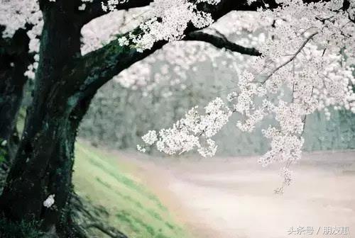 你知道樱花最多的地方在哪,你知道樱花的花期有多长吗