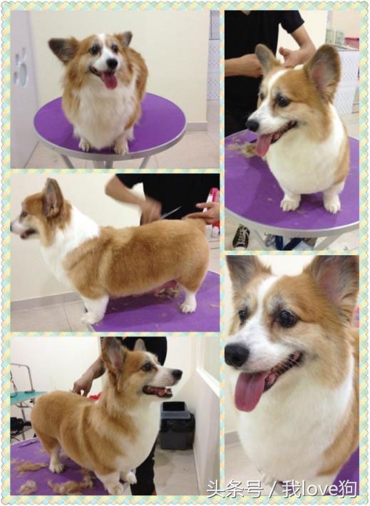 狗狗做美容时很听话的原因是这个？