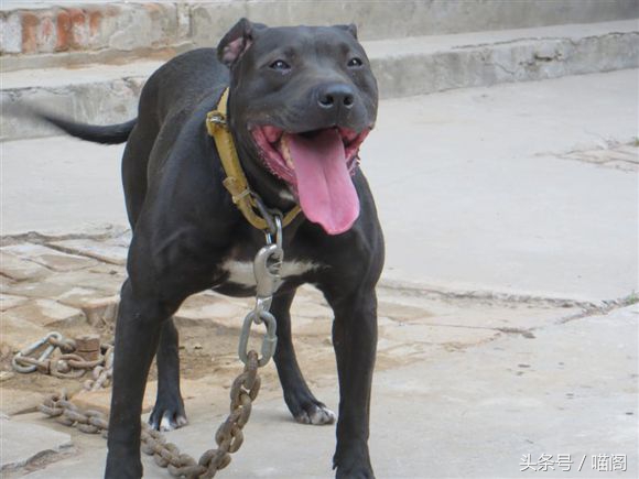 最近世界十大猛犬排行榜介绍,最近世界十大猛犬排行榜