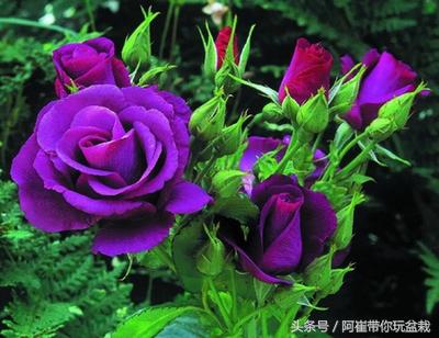 网购的小玫瑰盆栽能养活吗,网购收到玫瑰盆栽记得这样操作