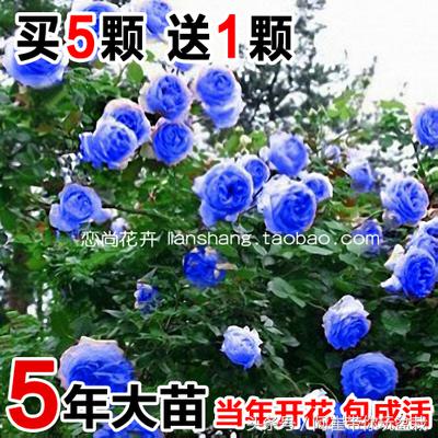 网购的小玫瑰盆栽能养活吗,网购收到玫瑰盆栽记得这样操作