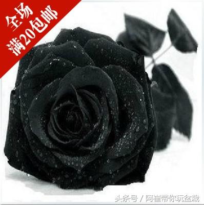 网购的小玫瑰盆栽能养活吗,网购收到玫瑰盆栽记得这样操作