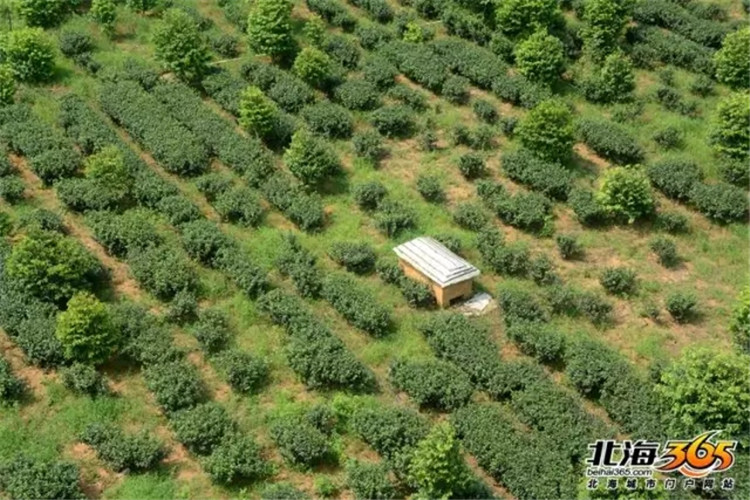 元旦北海好玩的地方,春节去北海还是去西双版纳好玩