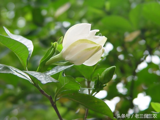 农村30个冷门的赚钱门路,曾经发家致富