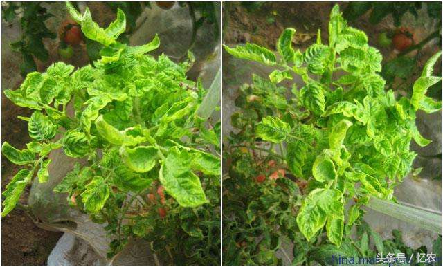 番茄病毒病打什么药,巧治番茄病毒病妙方
