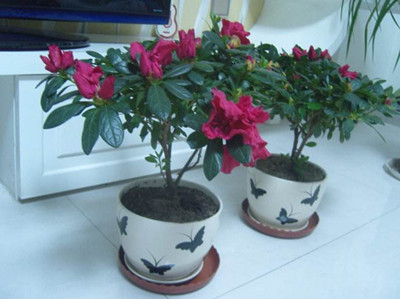 杜鹃花盆栽的关注事项和禁忌,杜鹃花盆栽土壤微湿还需要浇水吗