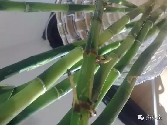 土培富贵竹叶子发黄怎么治,富贵竹叶子老是黄是怎么回事