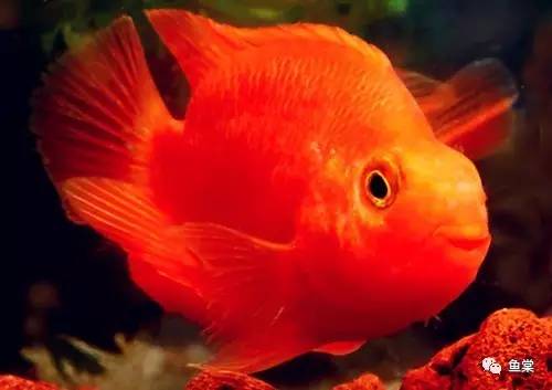 红招财鹦鹉鱼怎么养最红,招财红色鹦鹉鱼怎么养活