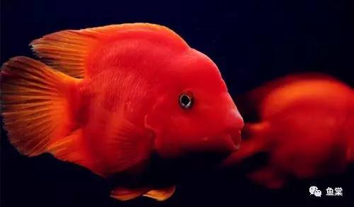 红招财鹦鹉鱼怎么养最红,招财红色鹦鹉鱼怎么养活