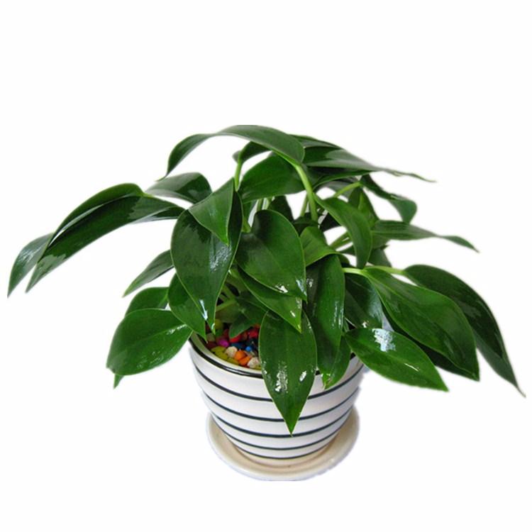 娌冲窞鐗′腹鍏绘畺,娌冲窞鐗′腹鍩硅偛鏂规硶