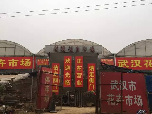 武汉最大的鲜花批发市场,武汉最实惠的鲜花交易市场