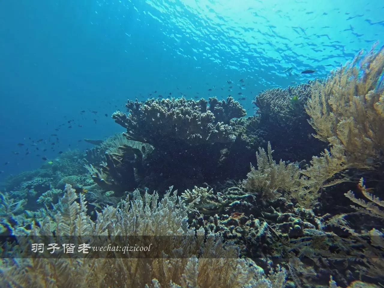印尼美娜多旅游潜水攻略,印尼美娜多潜水圣地