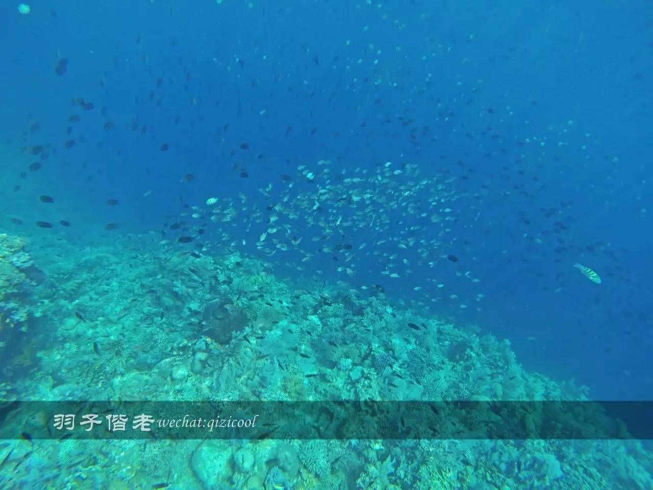 印尼美娜多旅游潜水攻略,印尼美娜多潜水圣地