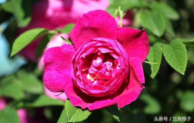 兰州苦水玫瑰,永登苦水玫瑰可以摘了吗