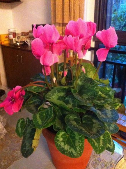 仙客来突然蔫了怎么救活,仙客来萎蔫球腐烂